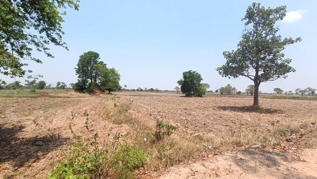 ขายที่ดิน 11 ไร่ 2 งาน 39 ตารางวา เจ้าของขายเอง  จังหวัดสุรินทร์