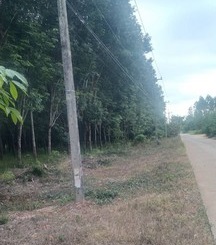 ขายที่ดินสวนยางพารา พื้นที่ราบสามมารถกรีตได้เลย  อำเภอเมืองสระแก้ว สระแก้ว 