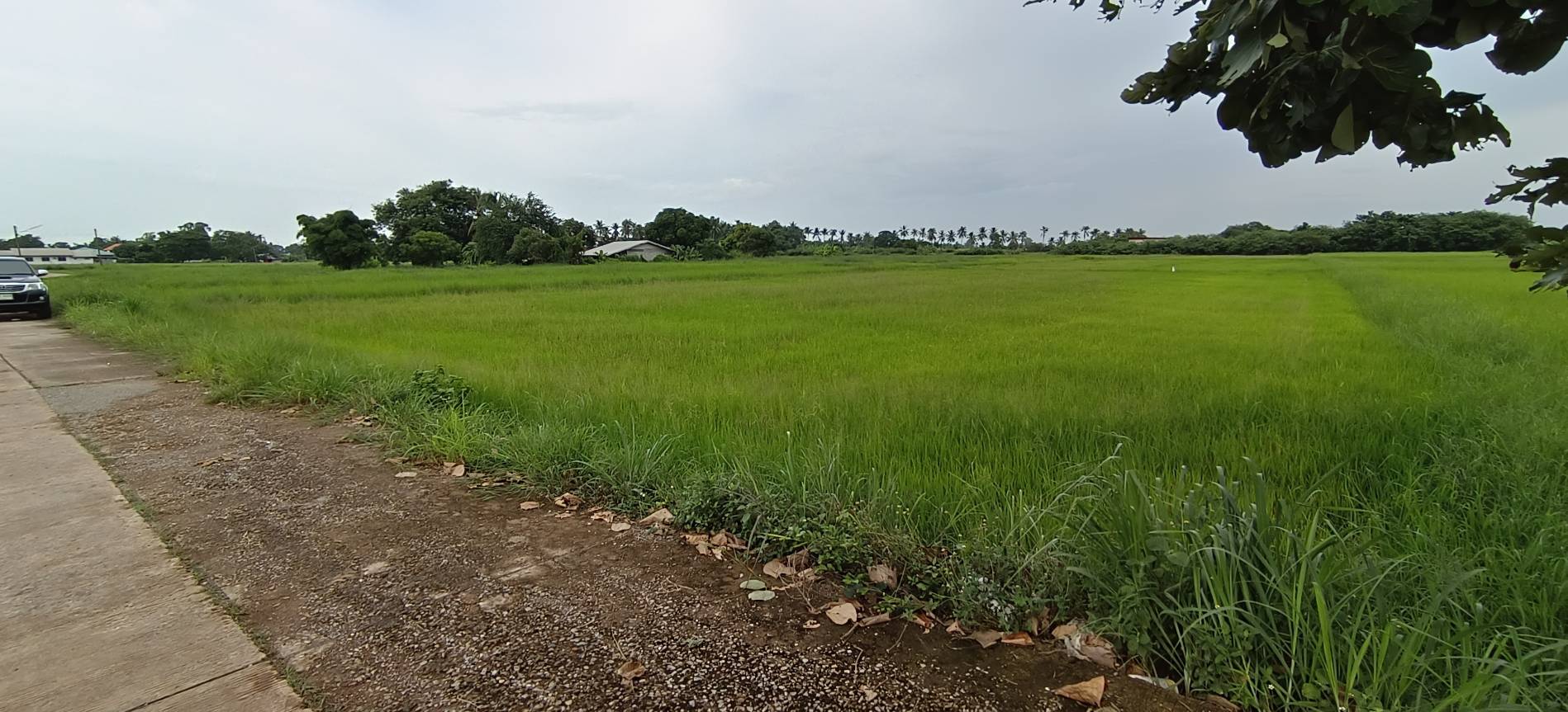 ขายที่ดินเปล่าทำเลดี เจ้าของขายเอง อยู่ในแหล่งชุมชน จังหวัดหนองคาย
