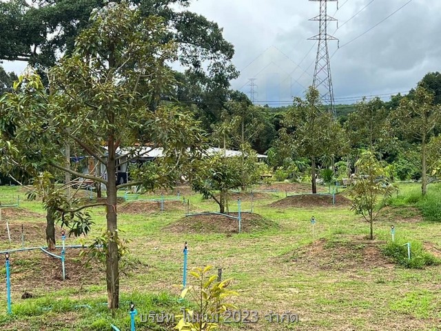 ขายสวนทุเรียนเต็มพื้นที่พร้อมทำต่อ บ้านไฟน้ำครบ ต่อรองได้เจ้าของขายเอง ตำบลเขาบายศรี อำเภอท่าใหม่ จังหวัดจันทบุรี 
