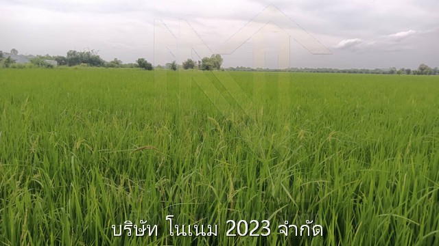 ขายที่ดิน เจ้าของขายเอง ติดถนนบายพาสรอบแรก ตำบลโพธิ์ชัย อำเภอเมือง จังหวัดหนองคาย