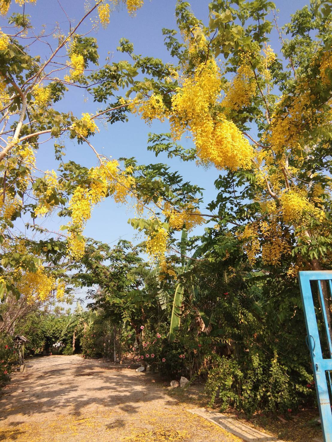 ขายบ้านพร้อมที่ดิน 3 ไร่ เจ้าของขายเอง ตำบลหนองจอก อำเภอท่ายาง จังหวัดเพชรบุรี