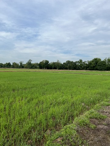 ขายที่ดินทำเลดี  19 ไร่ ตำบลทุ่งโพธิ์ อำเภอตะพานหิน จังหวัดพิจิตร