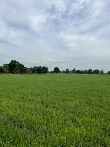 ขายที่ดินทำเลดี  19 ไร่ ตำบลทุ่งโพธิ์ อำเภอตะพานหิน จังหวัดพิจิตร