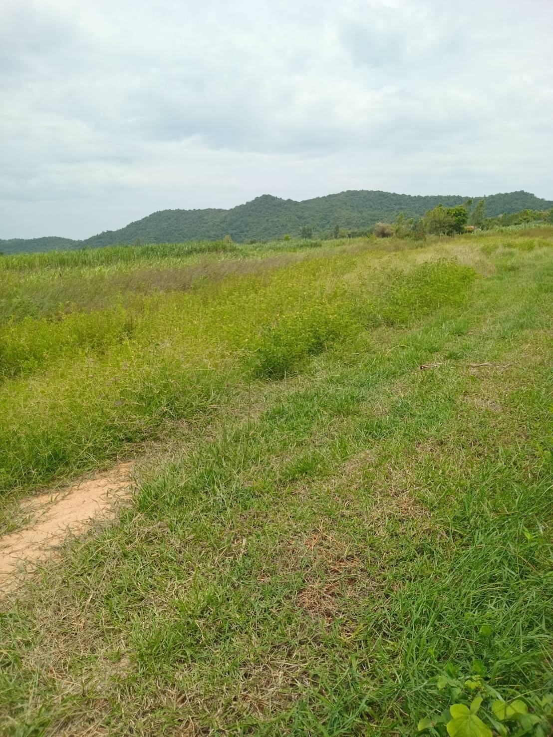 ขายที่ดินทำเลดี 5 ไร่  ตำบลธรรมเสน อำเภอโพธาราม จังหวัดราชบุรี
