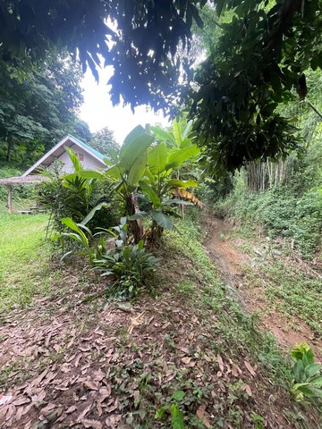 ขานที่ดิน ภบท 5 จำนวน 50 ไร่ ต.ผาสิงห์ อ.เมือง จ.น่าน 