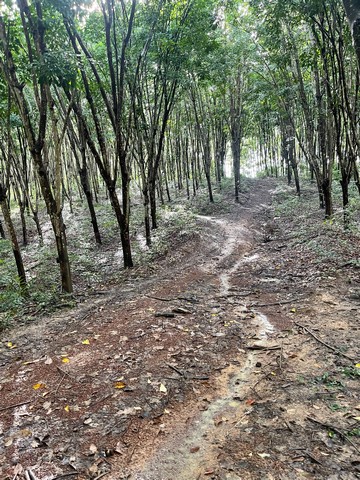 ขานที่ดิน ภบท 5 จำนวน 50 ไร่ ต.ผาสิงห์ อ.เมือง จ.น่าน 