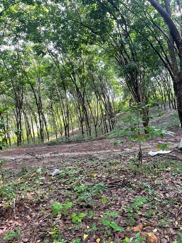 ขานที่ดิน ภบท 5 จำนวน 50 ไร่ ต.ผาสิงห์ อ.เมือง จ.น่าน 