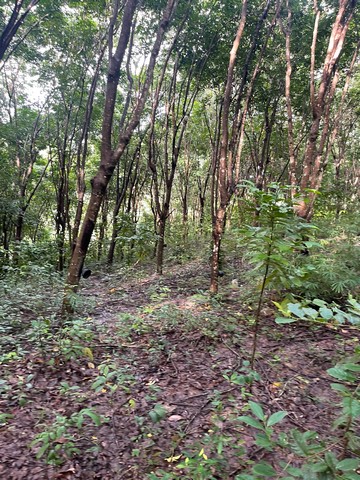 ขานที่ดิน ภบท 5 จำนวน 50 ไร่ ต.ผาสิงห์ อ.เมือง จ.น่าน 