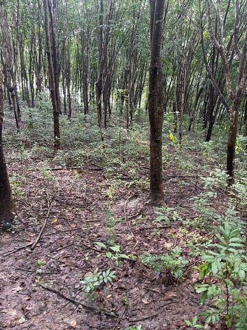 ขานที่ดิน ภบท 5 จำนวน 50 ไร่ ต.ผาสิงห์ อ.เมือง จ.น่าน 