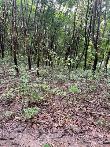 ขานที่ดิน ภบท 5 จำนวน 50 ไร่ ต.ผาสิงห์ อ.เมือง จ.น่าน 