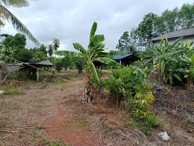ขายที่ดินพร้อมสิ่งปลูกสร้าง เป็นโกดัง และบ้านนกอยู่ด้านหลังเก็บรังได้แล้ว นครศรีธรรมราช