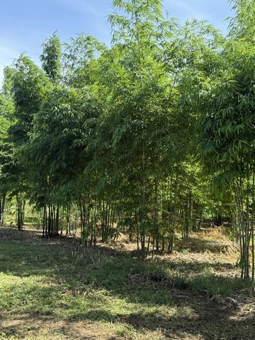  ขายที่ดินทำเลดี ที่ดินสวนไผ่ซางหม่นอายุ 5 ปี พร้อมที่พัก เจ้าของขายเอง สุพรรณบุรี 